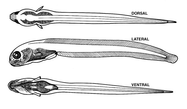 Melanostigma atlanticum Koefoed, 1952